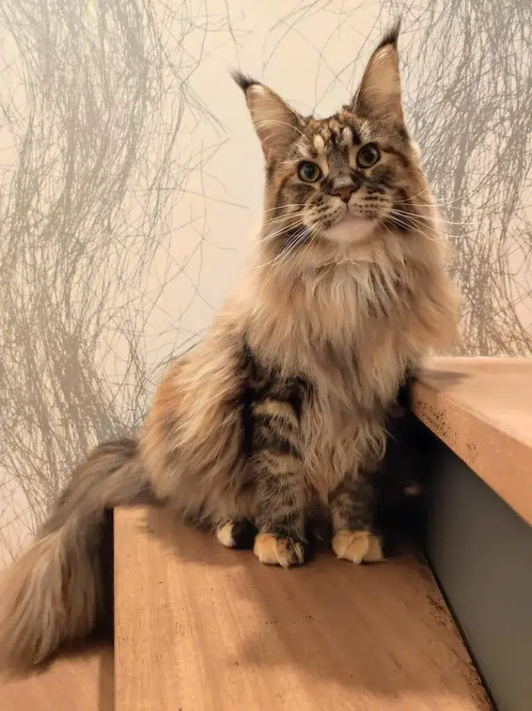 maine coon