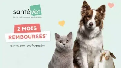 assurance santé chaton