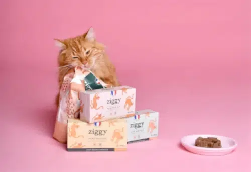 Croquette Ziggy ❤️