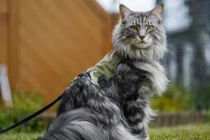 harnais pour maine coon