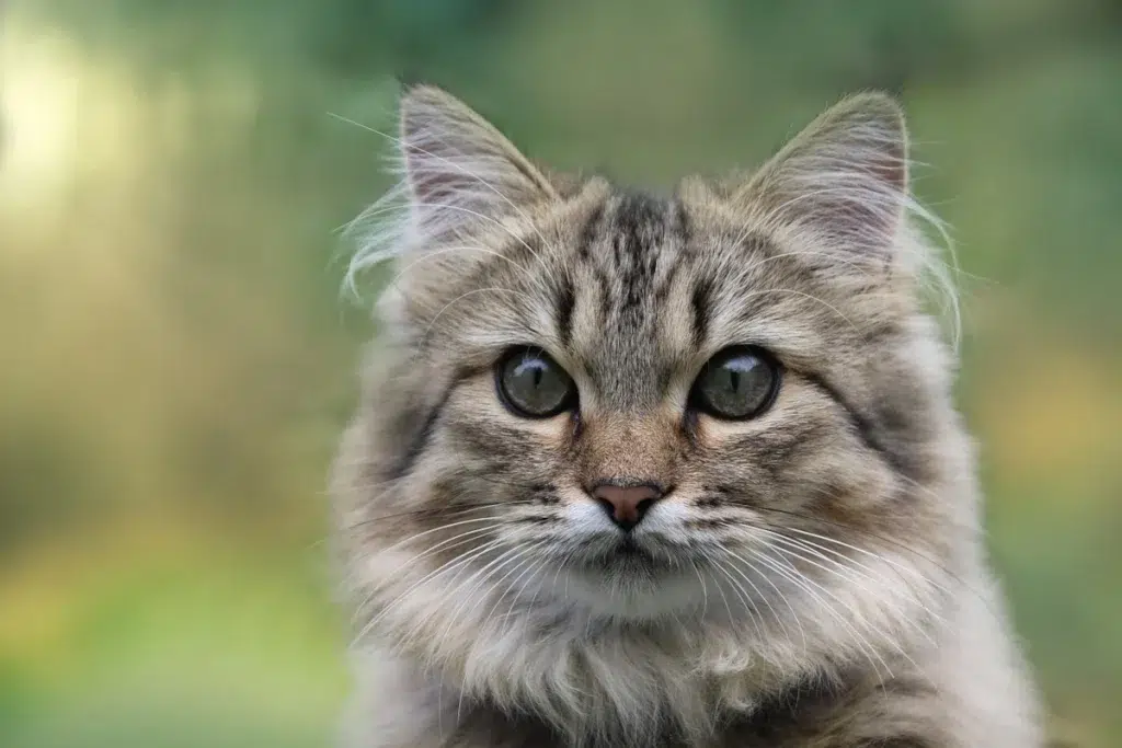 maine coon chat