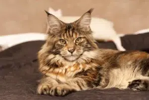 signe m front maine coon
