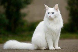 maine coon blanc