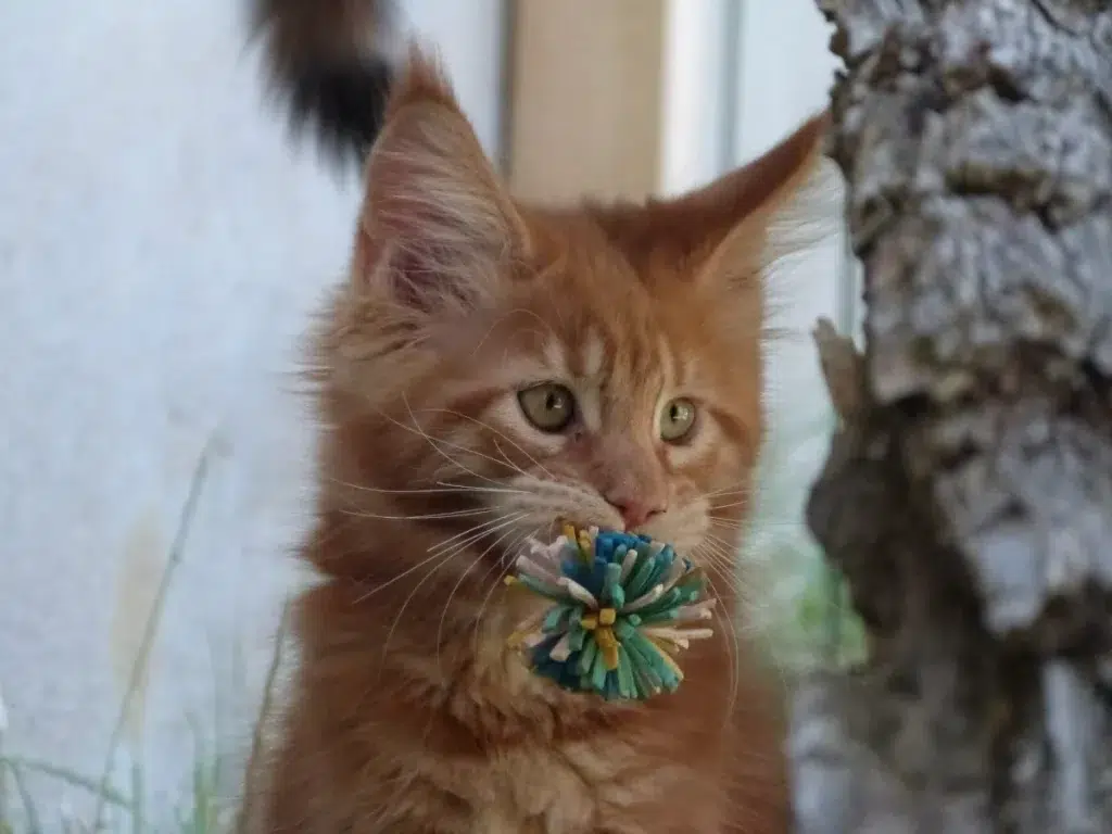 chaton maine coon
