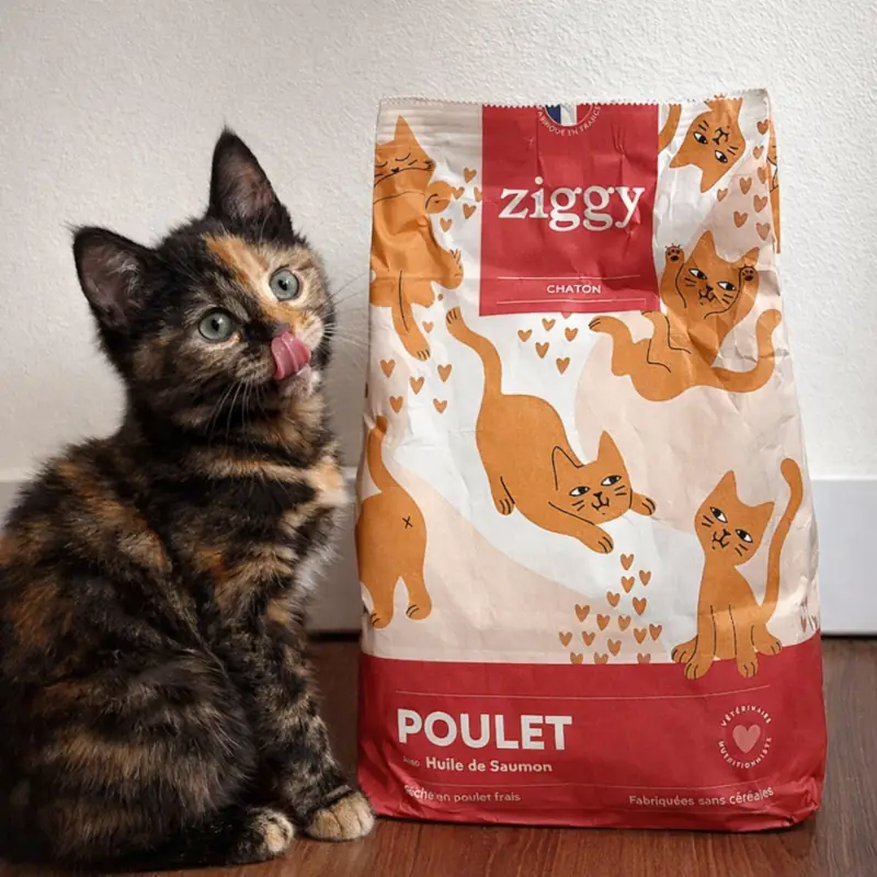 meilleure croquette pour chaton